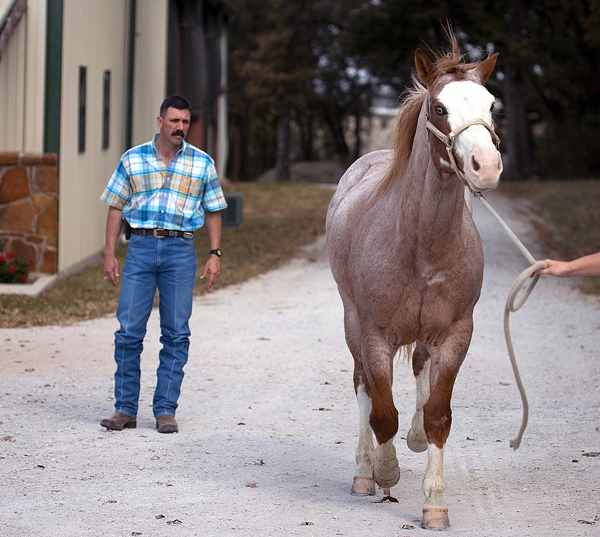 Should you do a PPE before buying a horse? EQUINE Ink